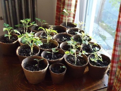 ������� ���������� ������� ������� ���������