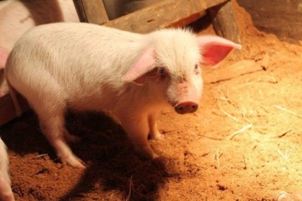 ������� ����� ��� ������: ��� �������� ���������� � �������� ��������