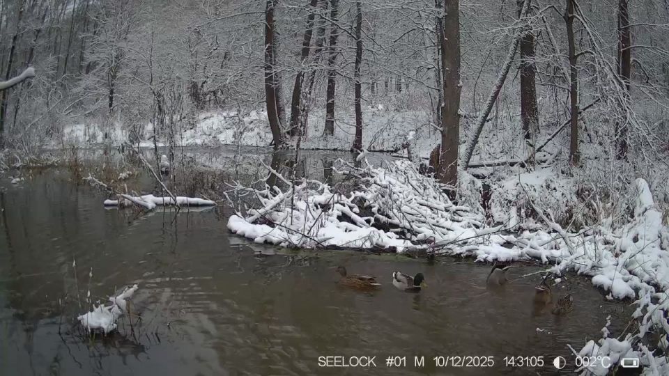 Дикие утки достают пищу со дна водоема в калужском лесу