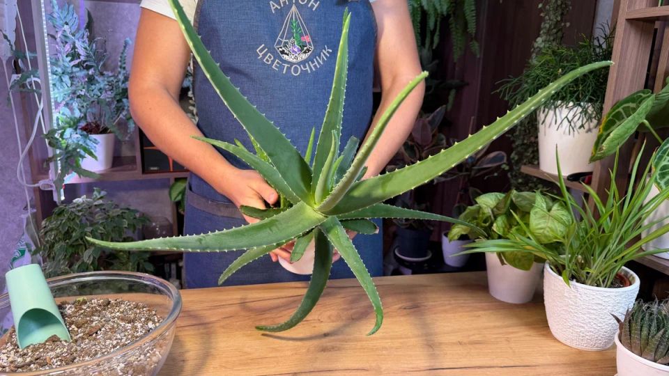 ��������� ��� ���� � ������: ������� ������������ ����� ����