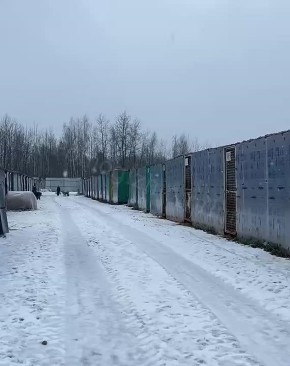 Морозы приют! Сотни животных надеются только на новогоднее ЧУДО