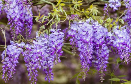Как превратить сад в волшебный уголок: секреты успешного ухода за глицинией