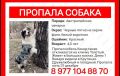 Дмитрий Денисов: Внимание. Потерялась собака