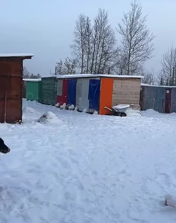 Александр Сосновский: ЛЮДИ, умоляем помогите приюту зимой!