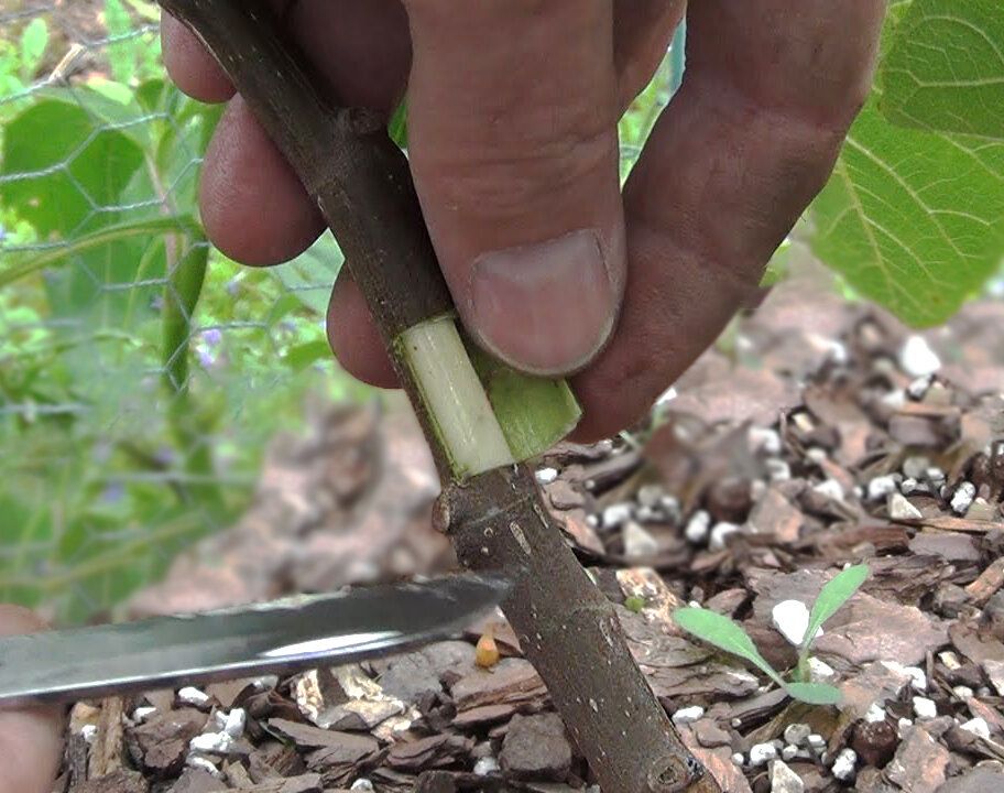 ����������� ����������� � ������� ��������� ��������