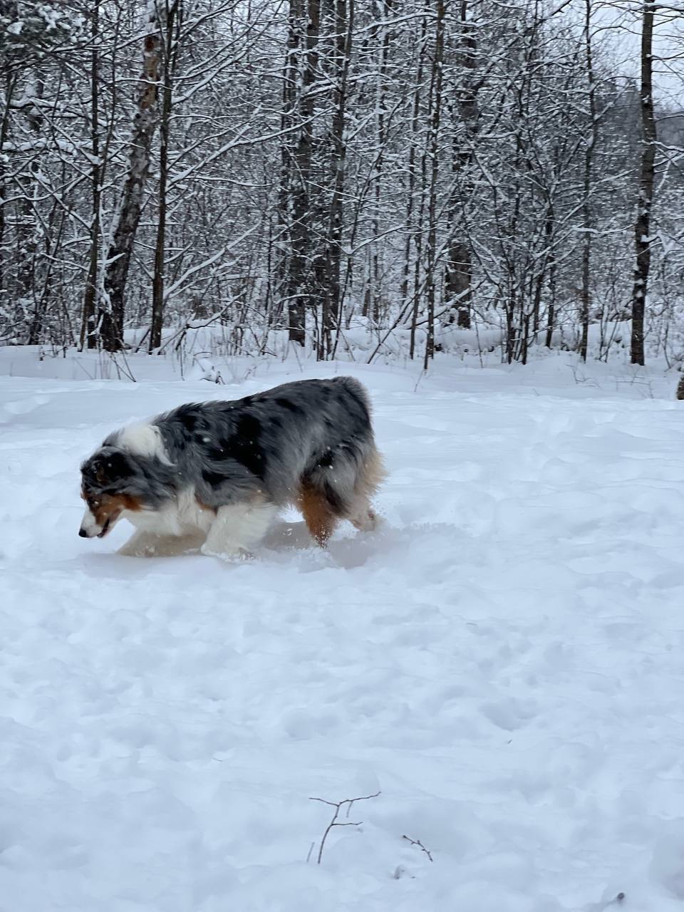 Дмитрий Денисов: Внимание. Потерялась собака Дмитрий Денисов: Внимание. Потерялась собака