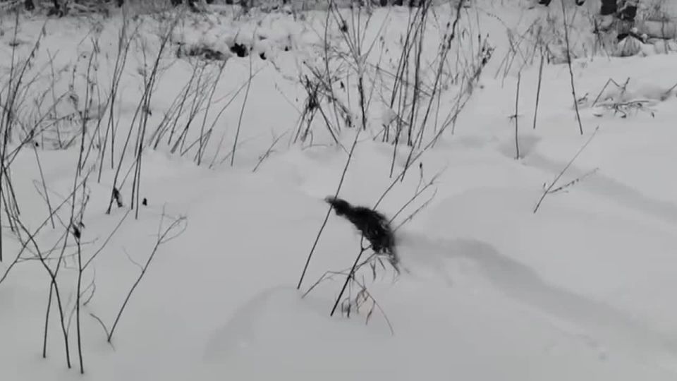 ���� ������ �� ������������ ���������� ����