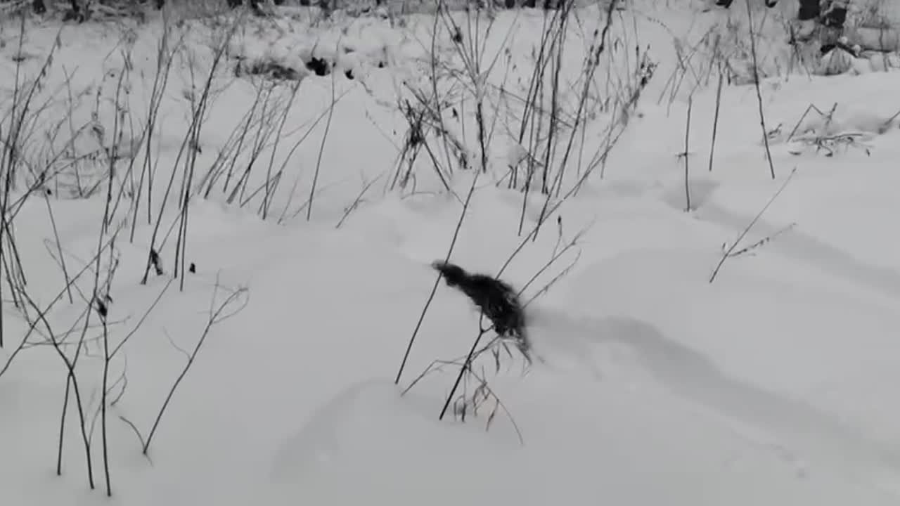 Бобр гуляет по заснеженному калужскому лесу