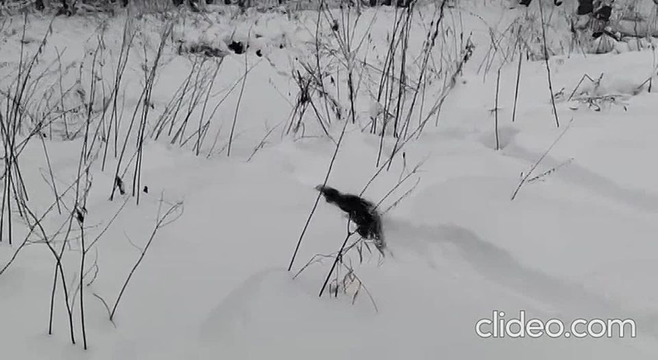 ���������� ���������� ����������� ����������� ������ �������� �����