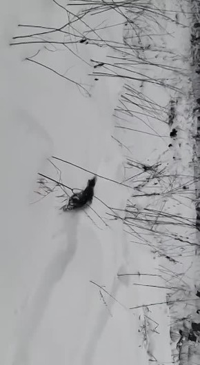 � ��������� ���� ����������� ������ �������� �����