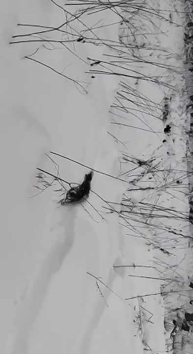 В калужском лесу запечатлели зимнюю прогулку бобра