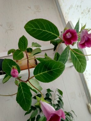 ��� ���������� � ����������� ����� � ����: ������ � ������������