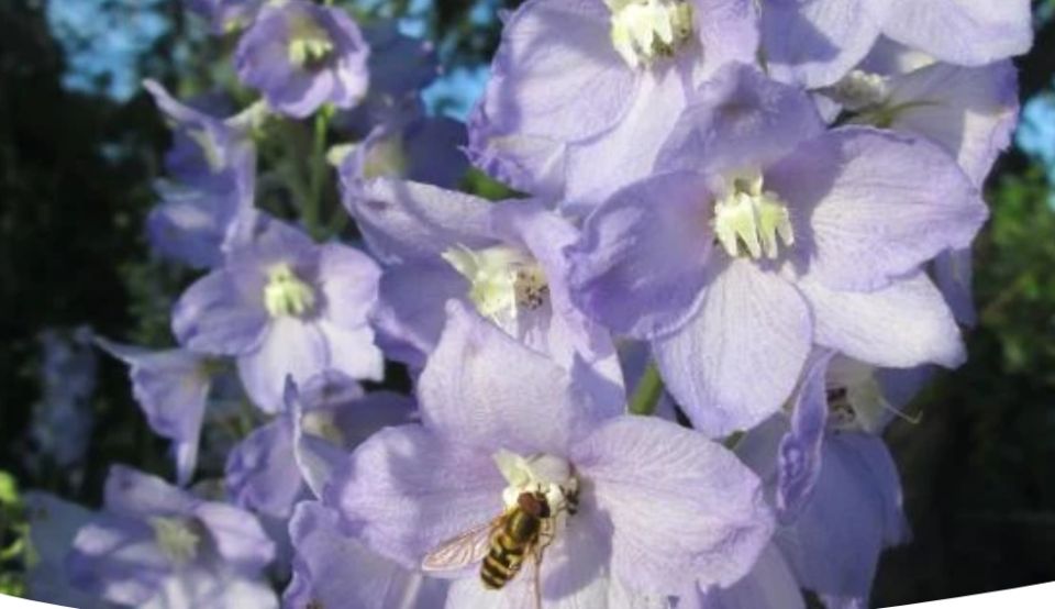 �����������: ������� ��������� ����������� � ����� �� ������������ ����� ����