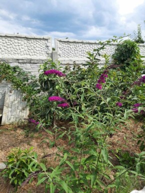 Карликовые и колоновидные деревья: что нужно знать перед покупкой