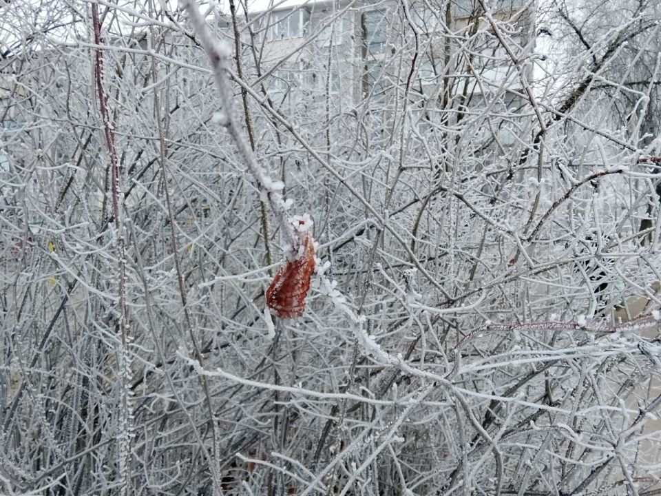 ������� ������ ����������� �� ������