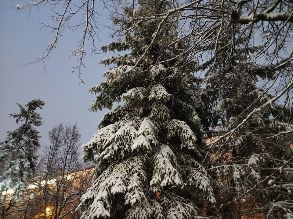 ������ ���� ������� ������