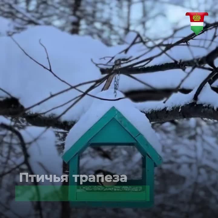 Поможем калужским птицам перезимовать