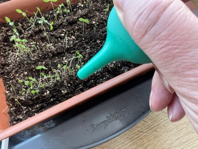 Искусство полива: как сохранить драгоценные всходы рассады в идеальном состоянии