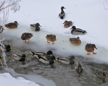 ������� ������� ������� ����