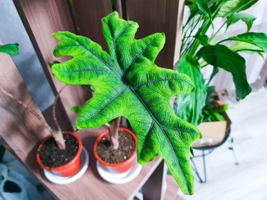 ��������� �������� ��������: ��� �������� ������ ������ ������������� � ���������