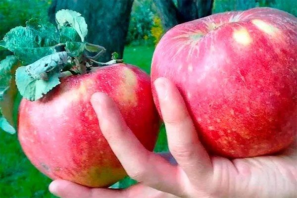 ������ �����: ������ �������� � ���������� ������ � ��������