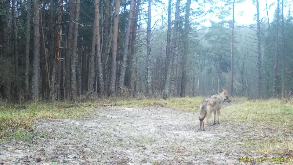 Волк попал на видео в калужском лесу