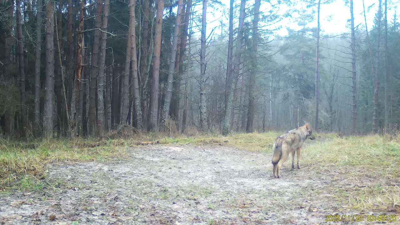 Волк попал на видео в калужском лесу