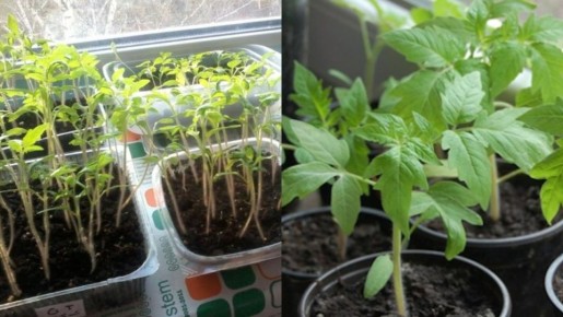 ��� ��������� ������� ������� ��� ���������: ������� ��������