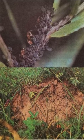 ������� �� ����: ������ � �������������� ��������