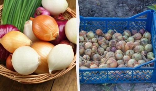 Как сохранить лук свежим на целых три месяца: секреты хранения
