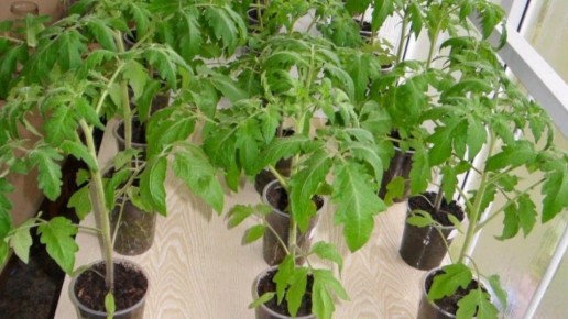 ������� ������� ������: ��� ��������� ����������� ������� ������