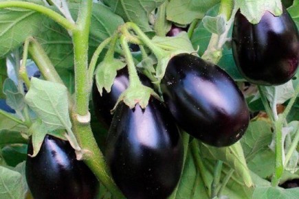 ����������� ���������� ���������: ������ � �������