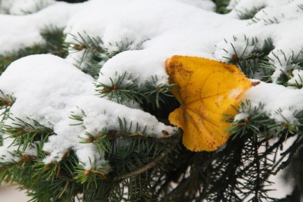 Калужскую область снова покачает на температурных «качелях»