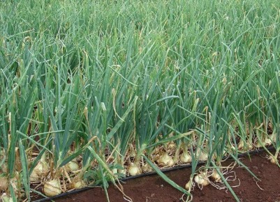 ������� � ��������� ����������� ��������� ����