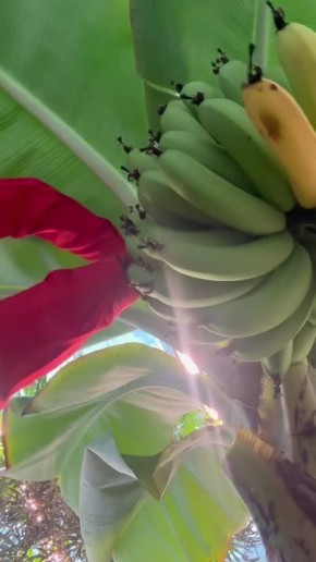 Бананы вырастили в школе Малоярославца