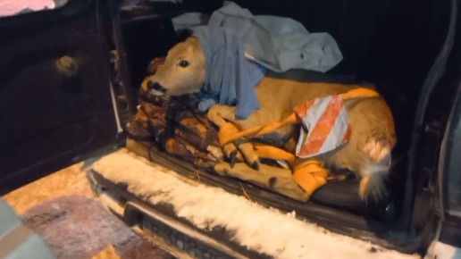 ��������� � ���� ��������� � ������