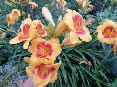 ���������: ������� ������� � ��������������� � ����� ����