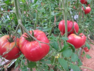 ����� ������� ������: ��� ��������� ���������� ������� �� ����� �������