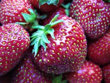 Как выбрать сорта садовой земляники так, чтобы урожай был долго и стабильно