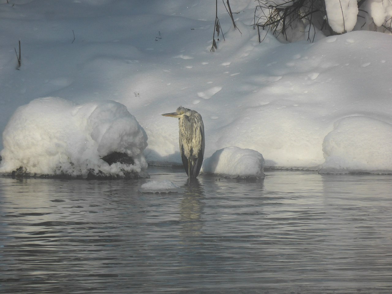 Цапли остались на зимовку в Калуге Цапли остались на зимовку в Калуге