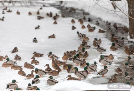 ������ �� �������. ������� �������� ��� ����� � MAX �������� �������