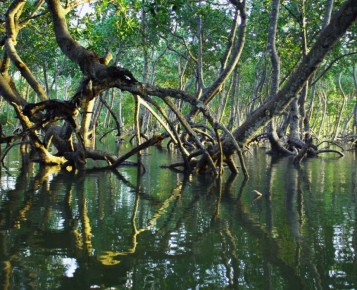 Как мангровые деревья живут в солёной воде и что это значит для береговой экосистемы