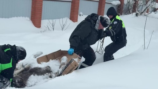 В Калужской области спасают ещё одного лосенка
