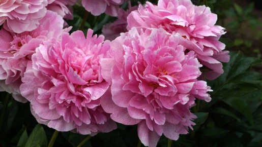 ���� ������ ������ �� ���������� ��� �������� ������: ����� ��������� ��� ��� ����