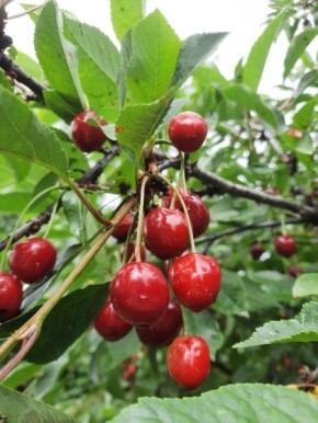 ������ ����� �������� �������� �� ����: ����� ��������� ��� ���������