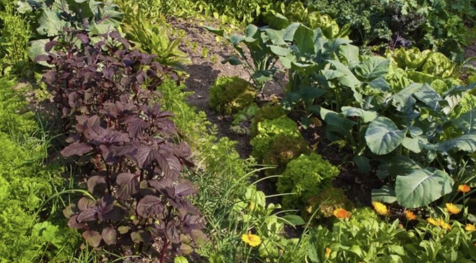 ����� ���������: ��� ��������� ������ �������� �� ����� ������