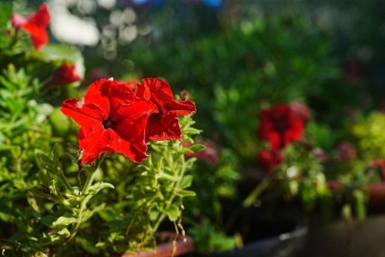 Как подготовить цветы к зиме: советы для дачников