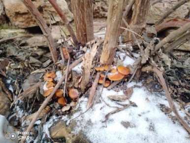 ���������� ���������� ���������������� ����� ���� � �������