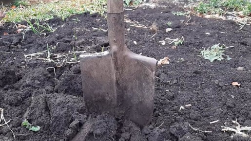 Как осенние сидераты заменяют навоз для улучшения почвы