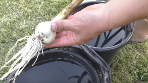 Как правильно подкармливать озимый чеснок перед уборкой: секреты от опытных дачников